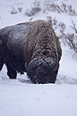 Bison Lamar Valley Yellowstone 
